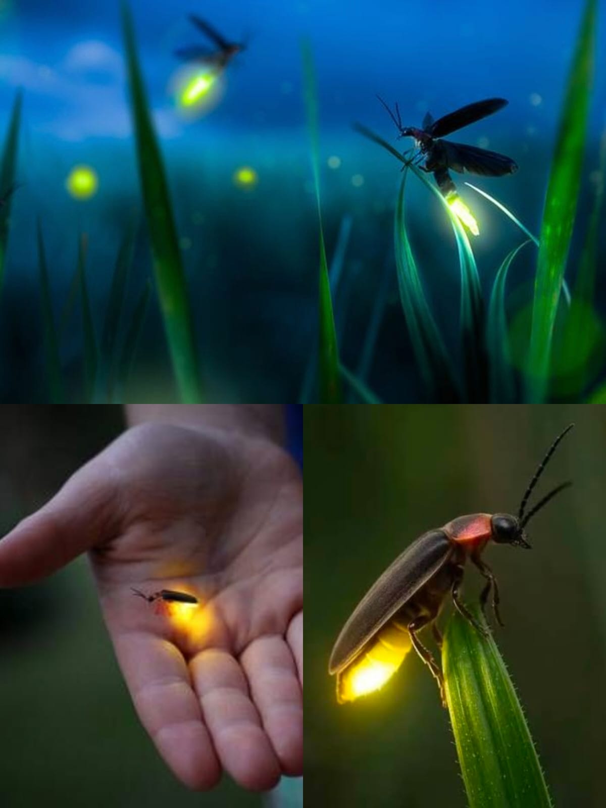 Bintan Fireflies Night Tour BOOK NOW & GET 3% OFF