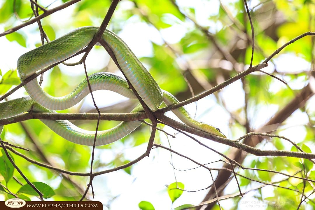 red-tailed-green-ratsnake green snake